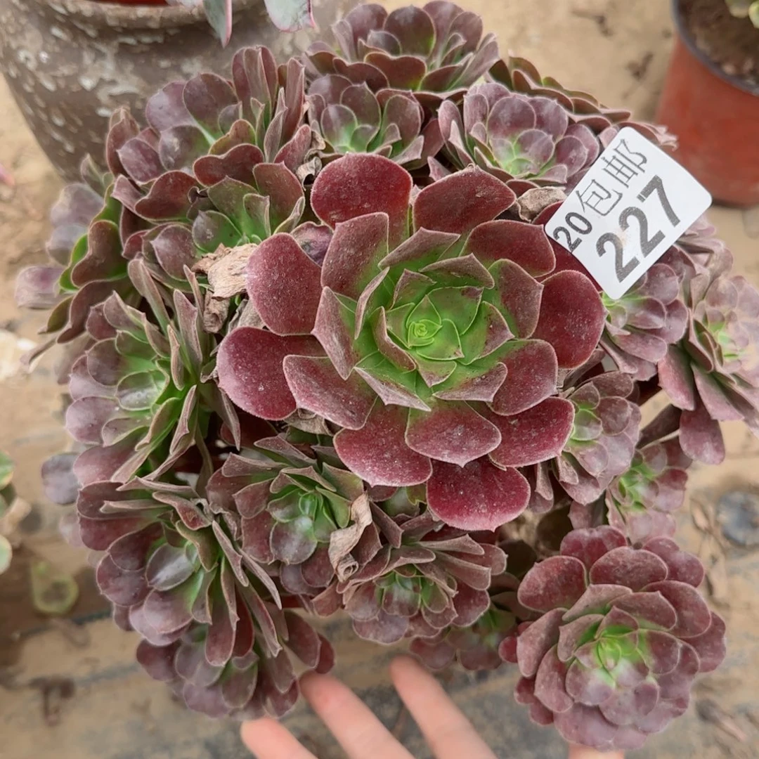 梅花博迪227满20包邮断枝不包