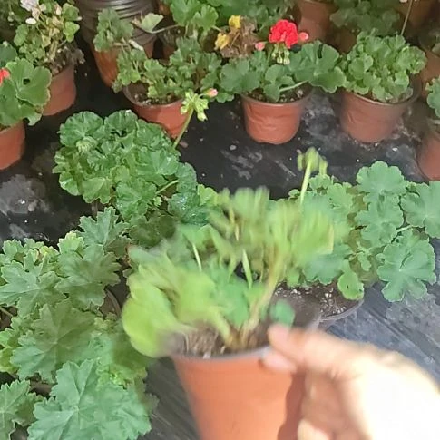 无花朵砂金石。火凤凰。吉欧冬日，云锦