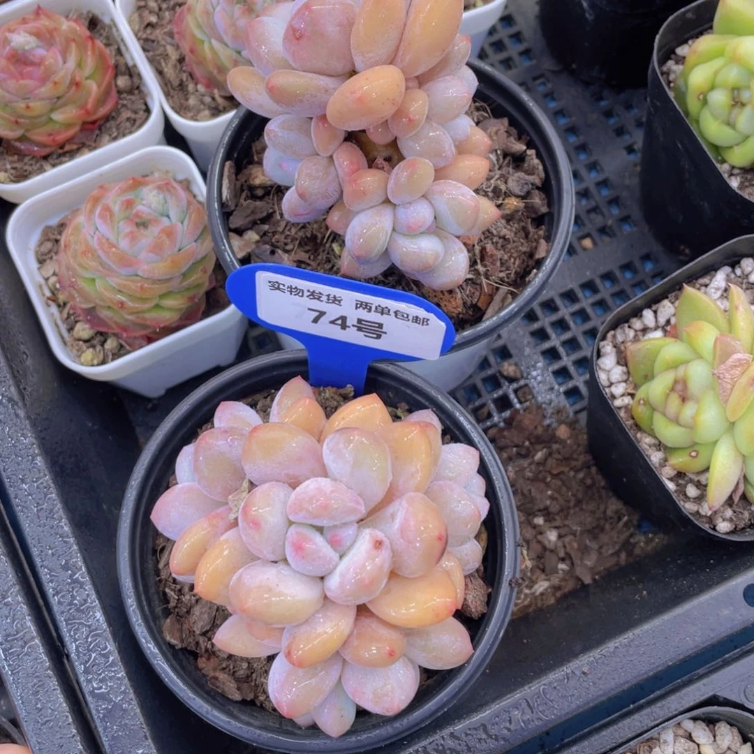 74号奶油香水群生老桩一个