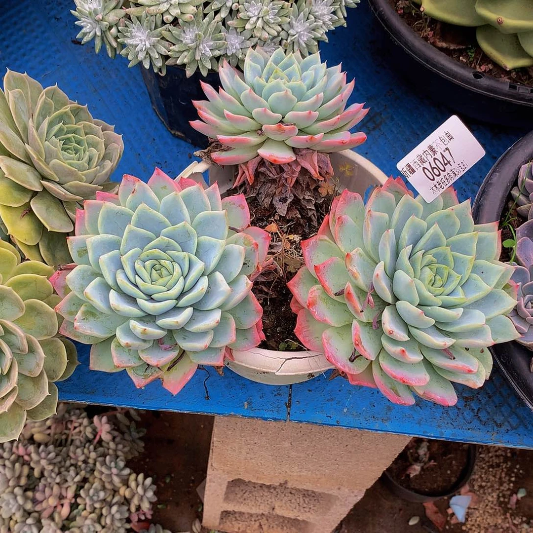 ****初     孤星多肉06047