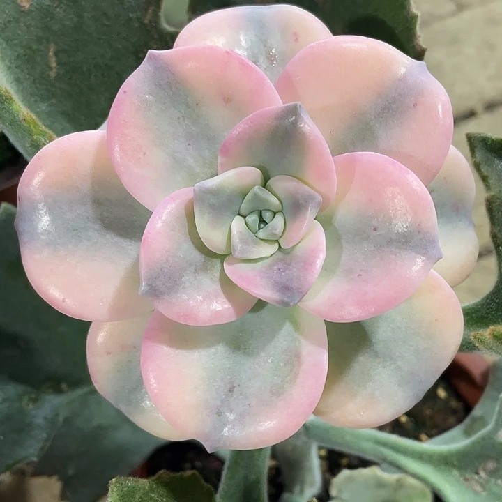 紫乐锦一物一拍锦龙