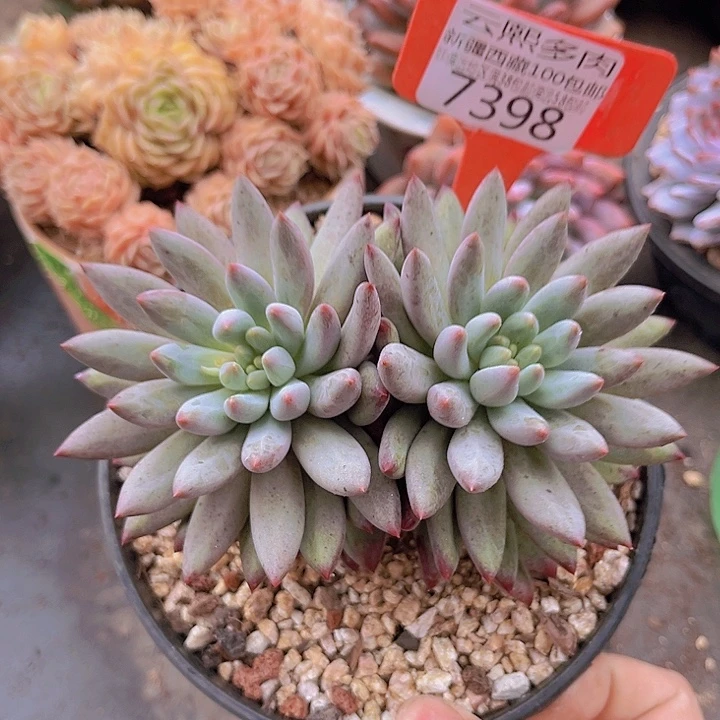 7398虞美人。