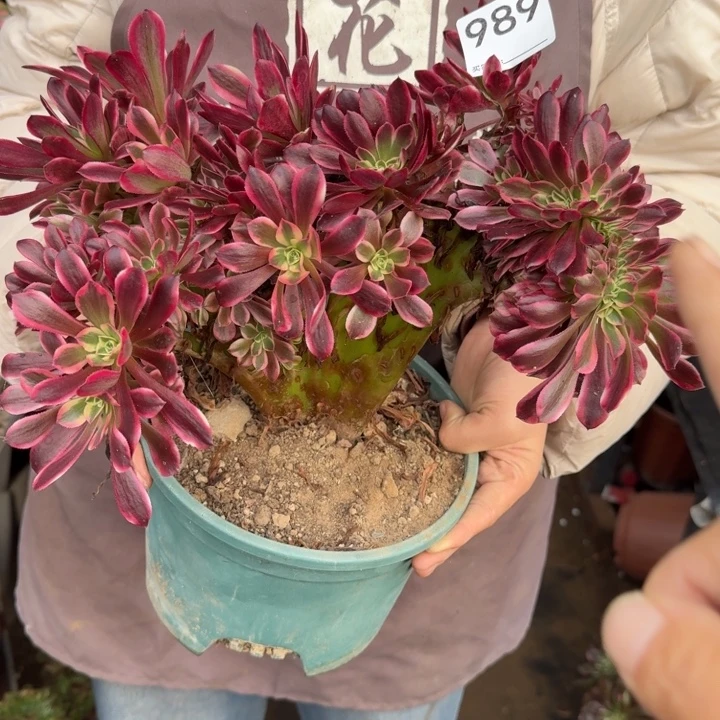 美杜莎法师锦缀化有伤不包损989