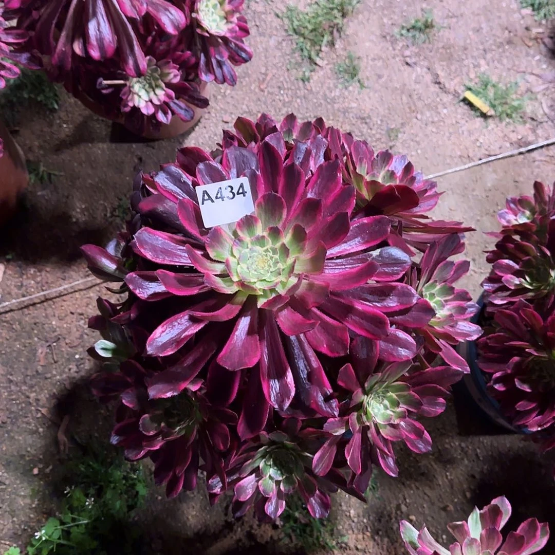 多肉植物紫浪434