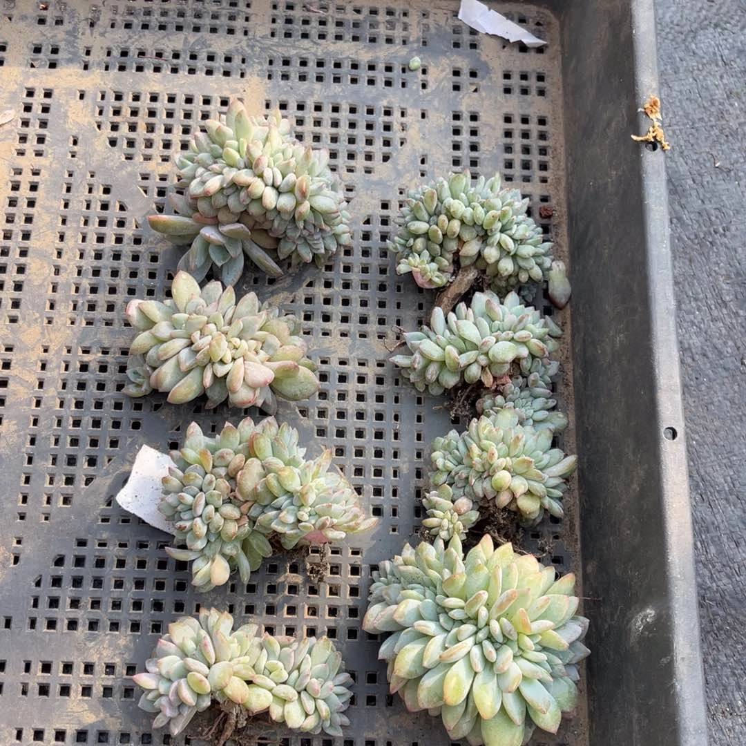 8颗100颗111111111111111