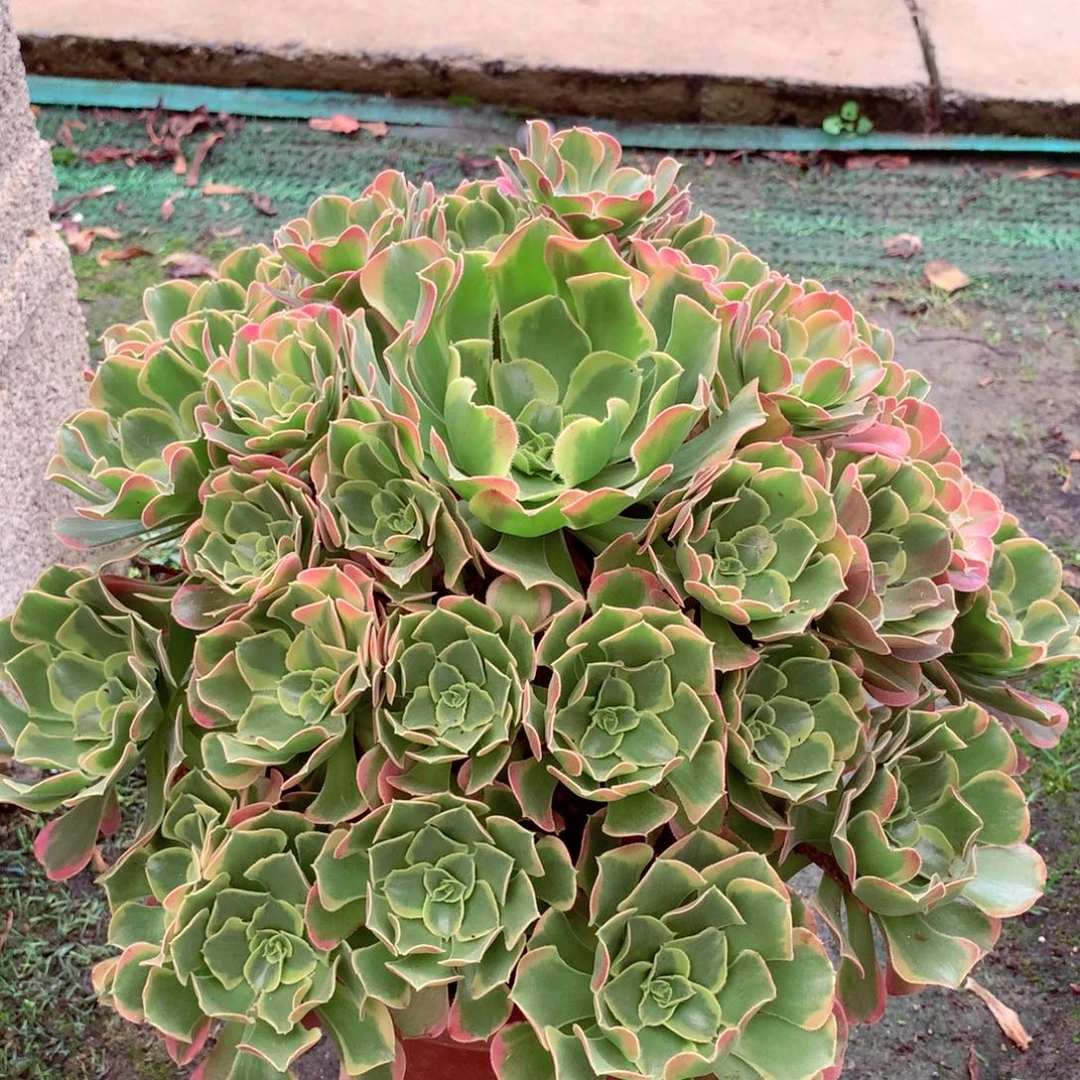 特斯拉，多肉植物的