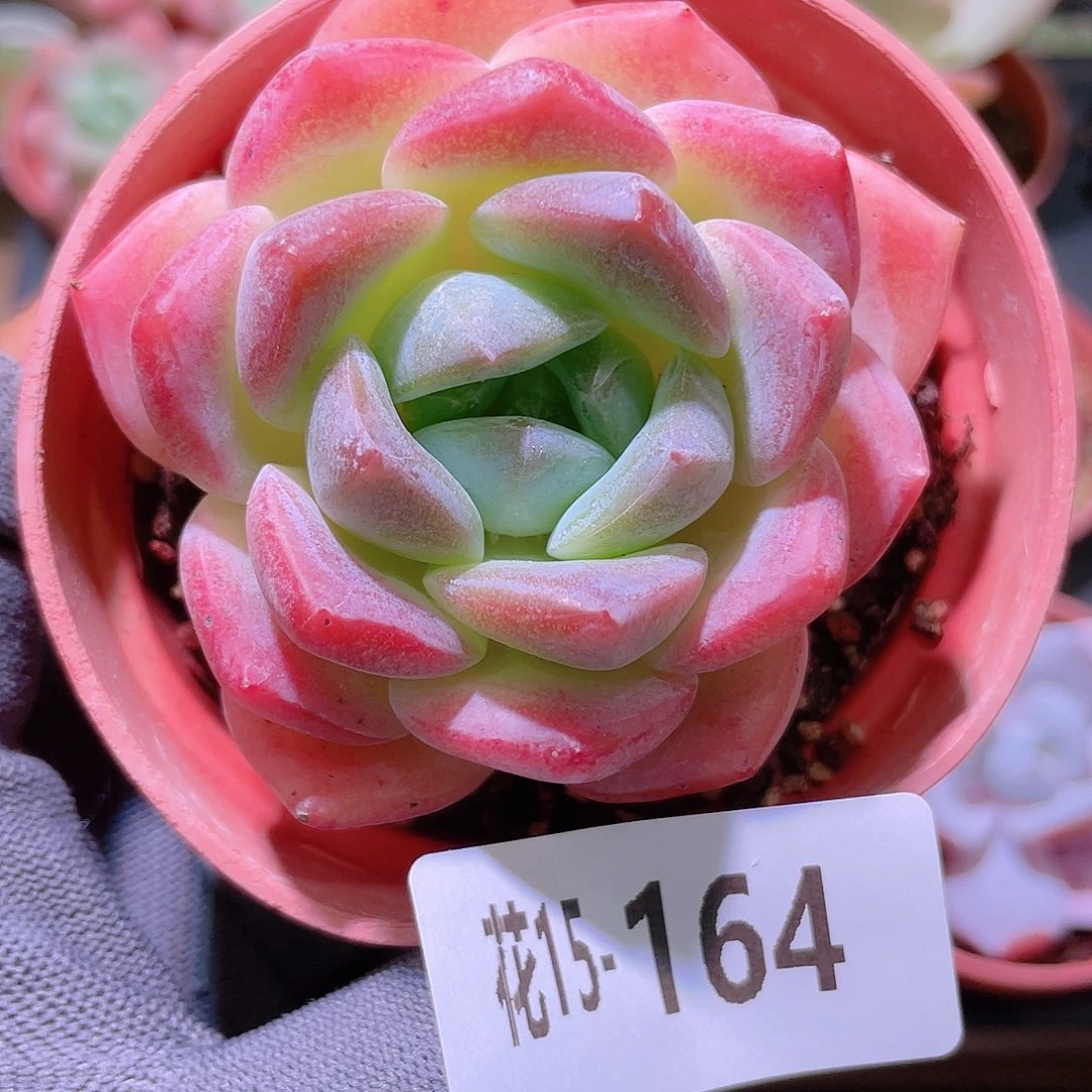 花利美15-164冰糖
