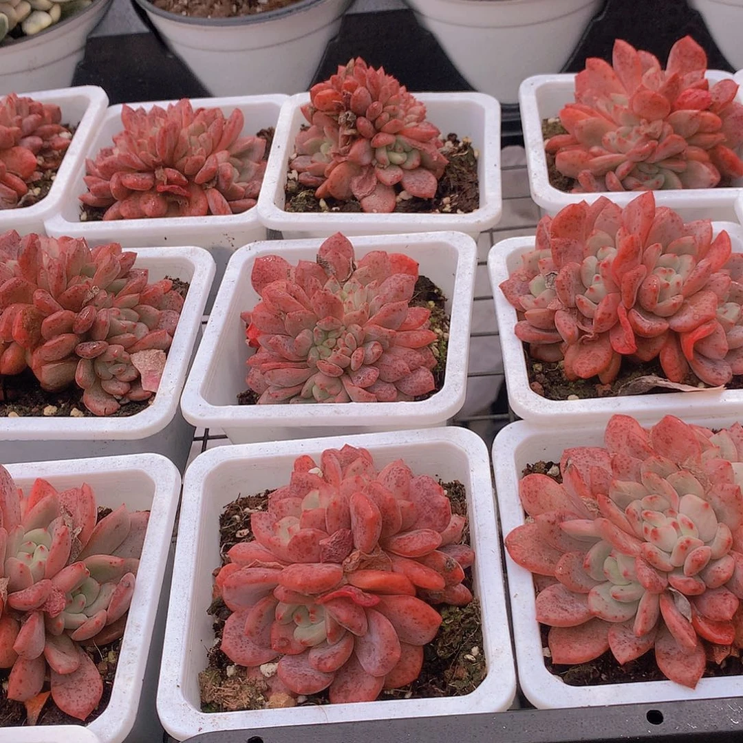 凌雪朵朵缀化45577889999099