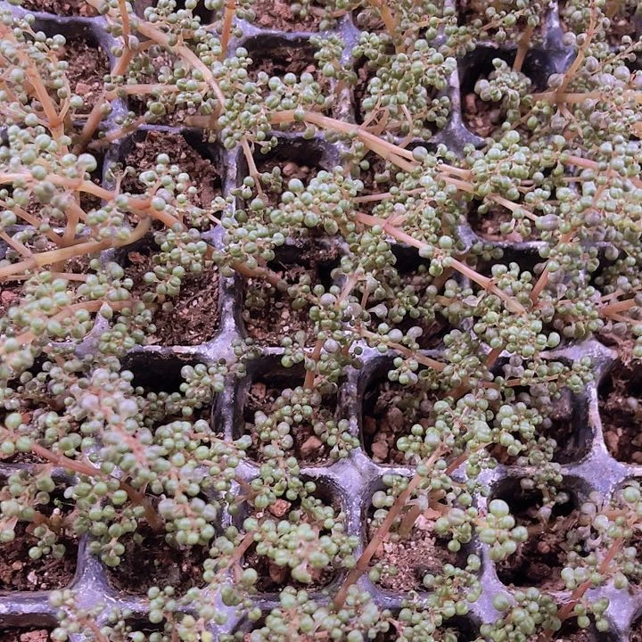 精品露镜多肉植物