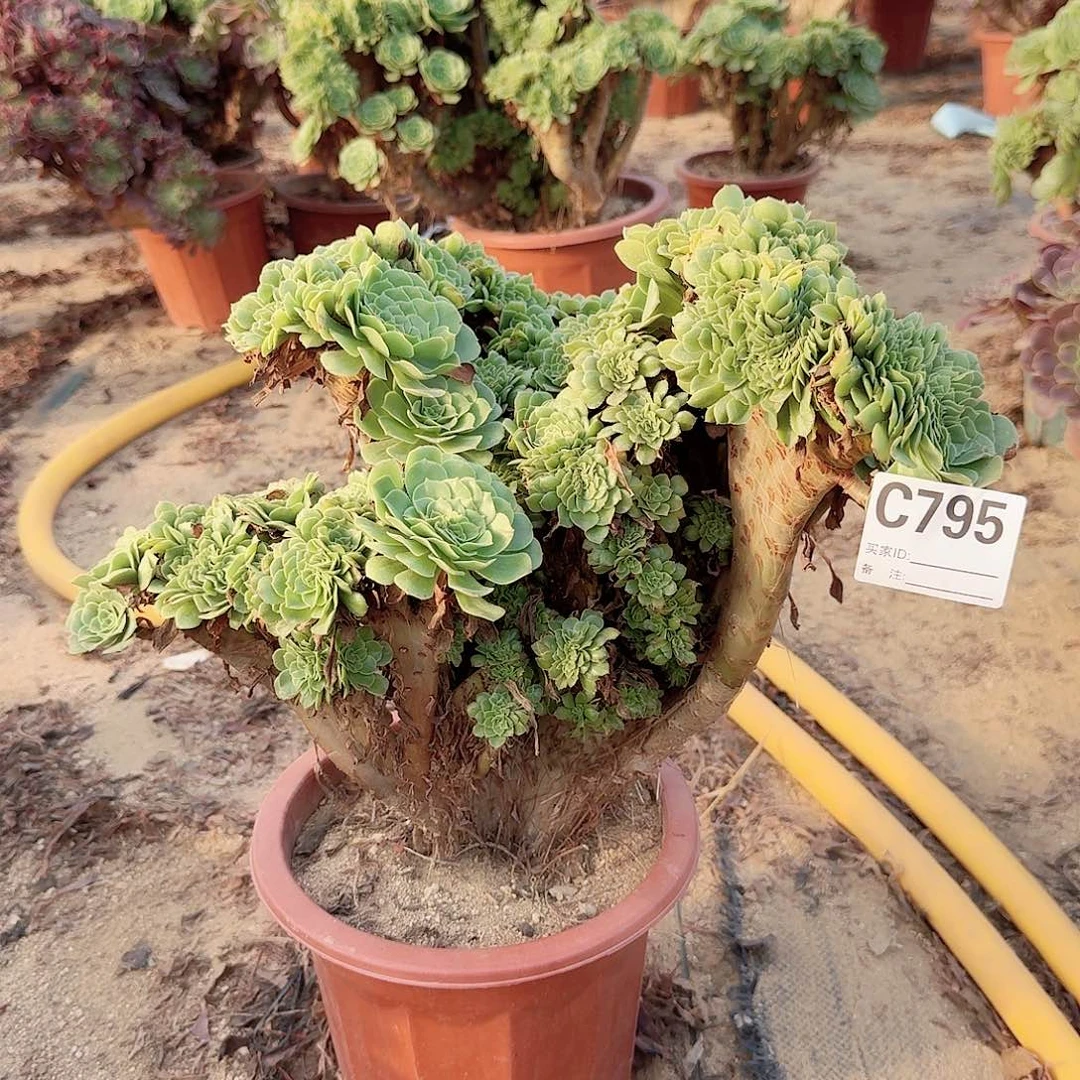 795绿缀朵朵一颗呀呀