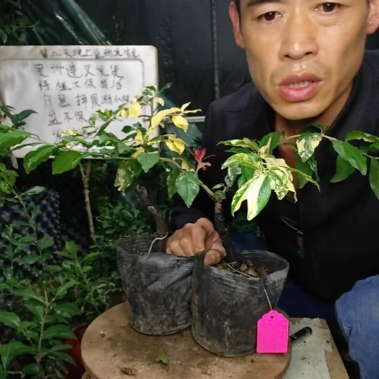 无花朵金弹子，花叶中国红