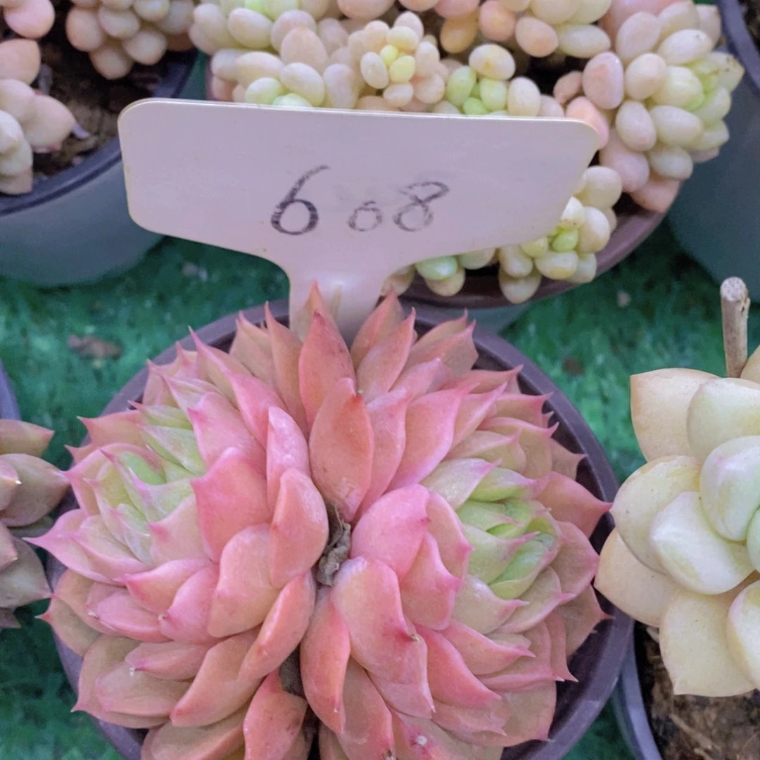 清货转场，一物一拍，看准