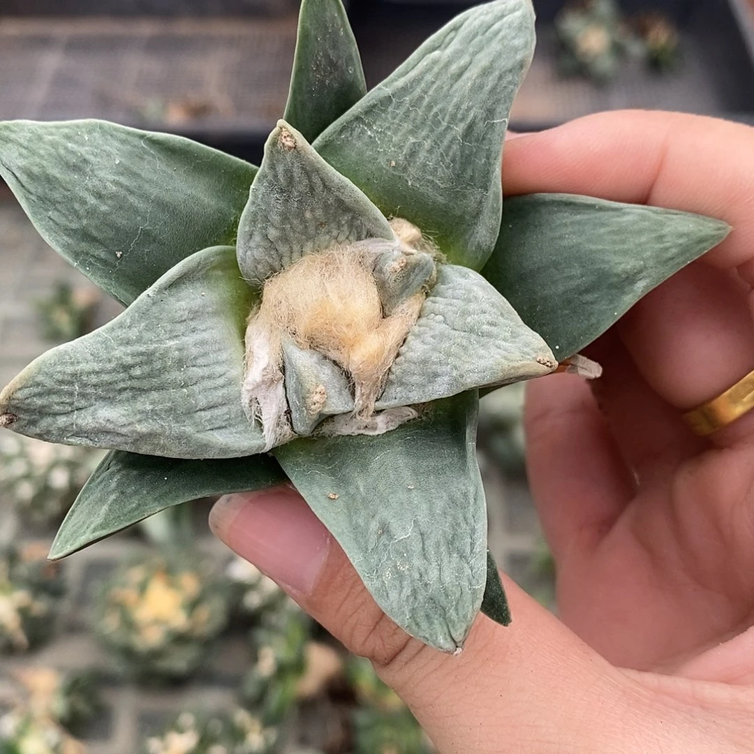 实生蓝白皮福利福利