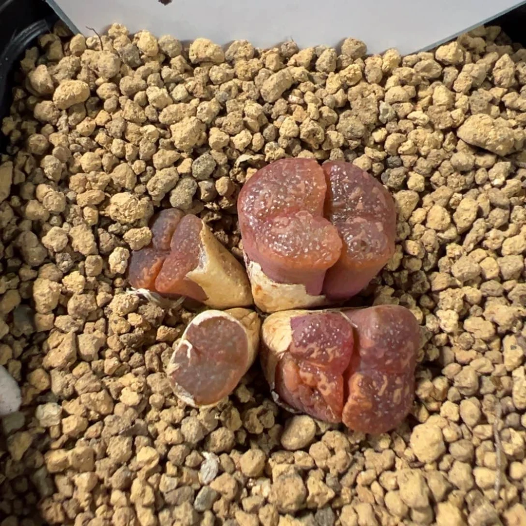 4-119鱼子酱勋章多肉植物