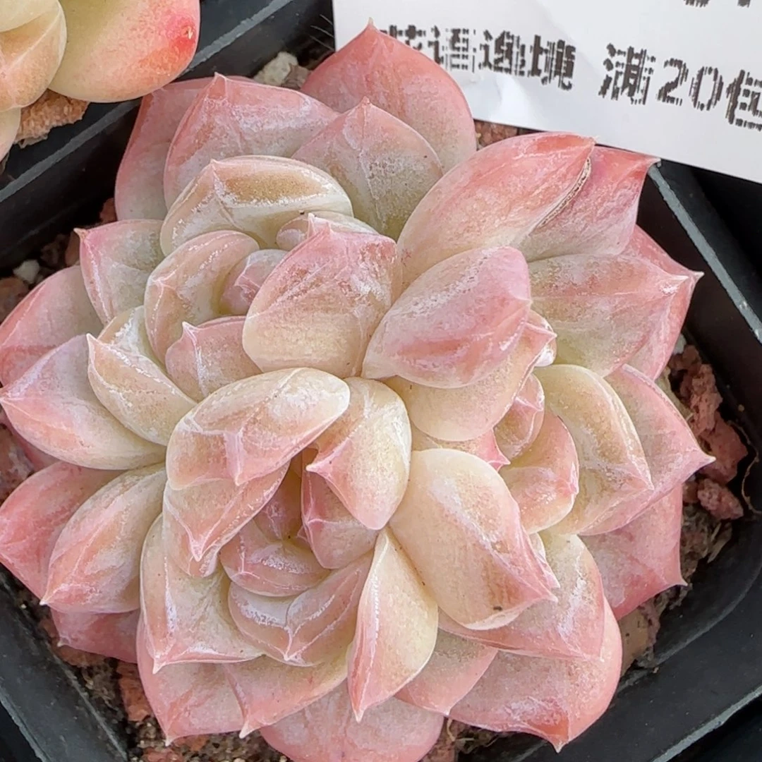 花语逸境0211-265