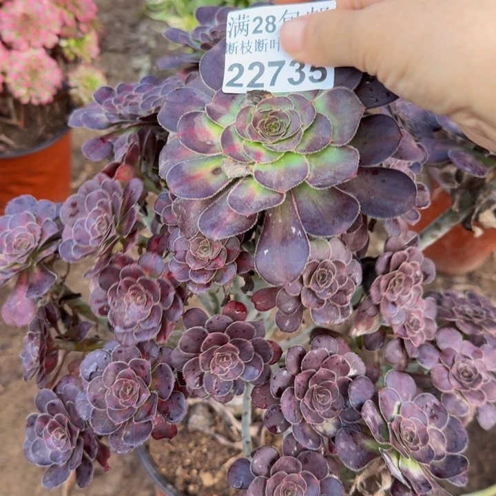 余***你22735晚霞多肉植物中