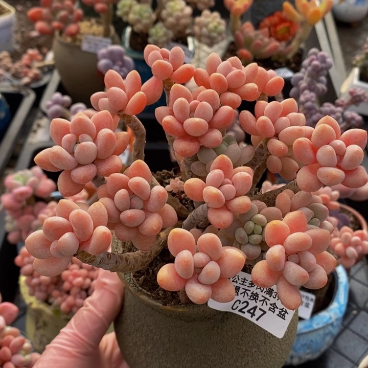 鱼子酱老桩12cm247多肉植物