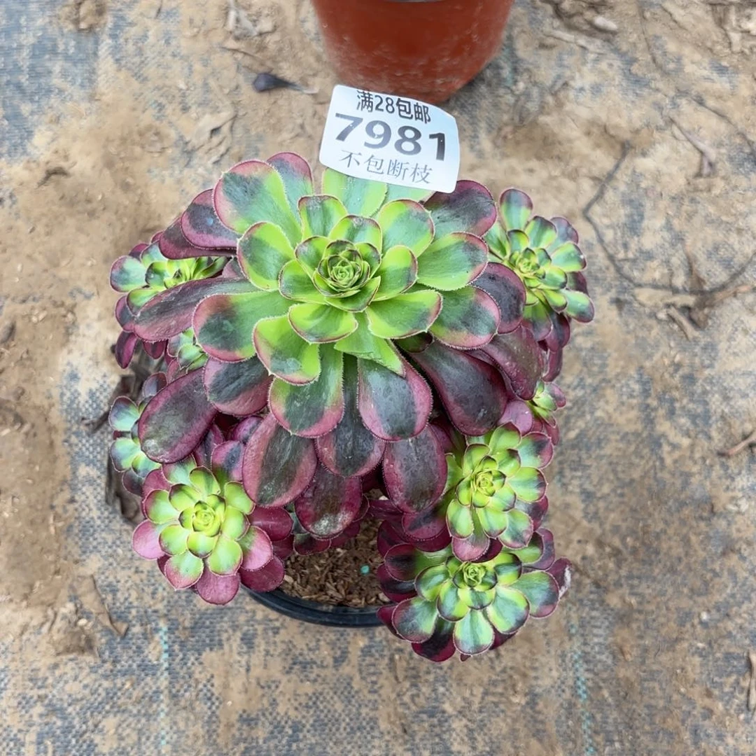 X. 7981冰淇淋多肉123