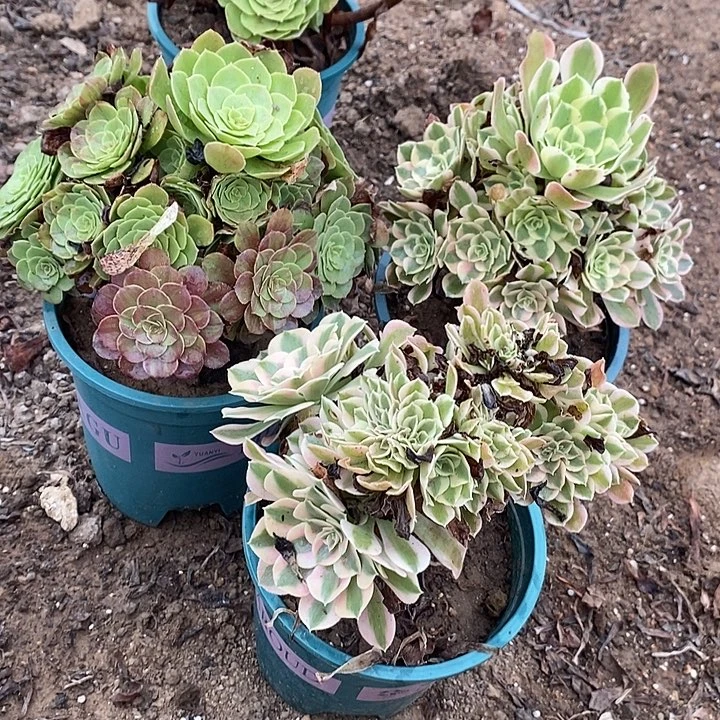 3颗19多肉植物法师法师