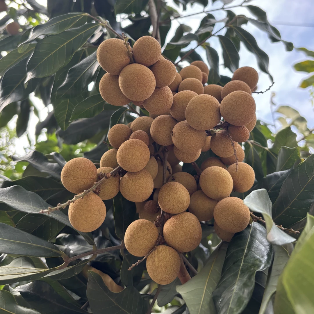 现摘新鲜龙眼当季水果永川朱沱桂圆爆甜顺丰包邮