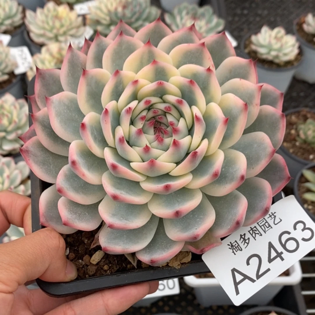 上****吉娃娃锦多肉植物A2463