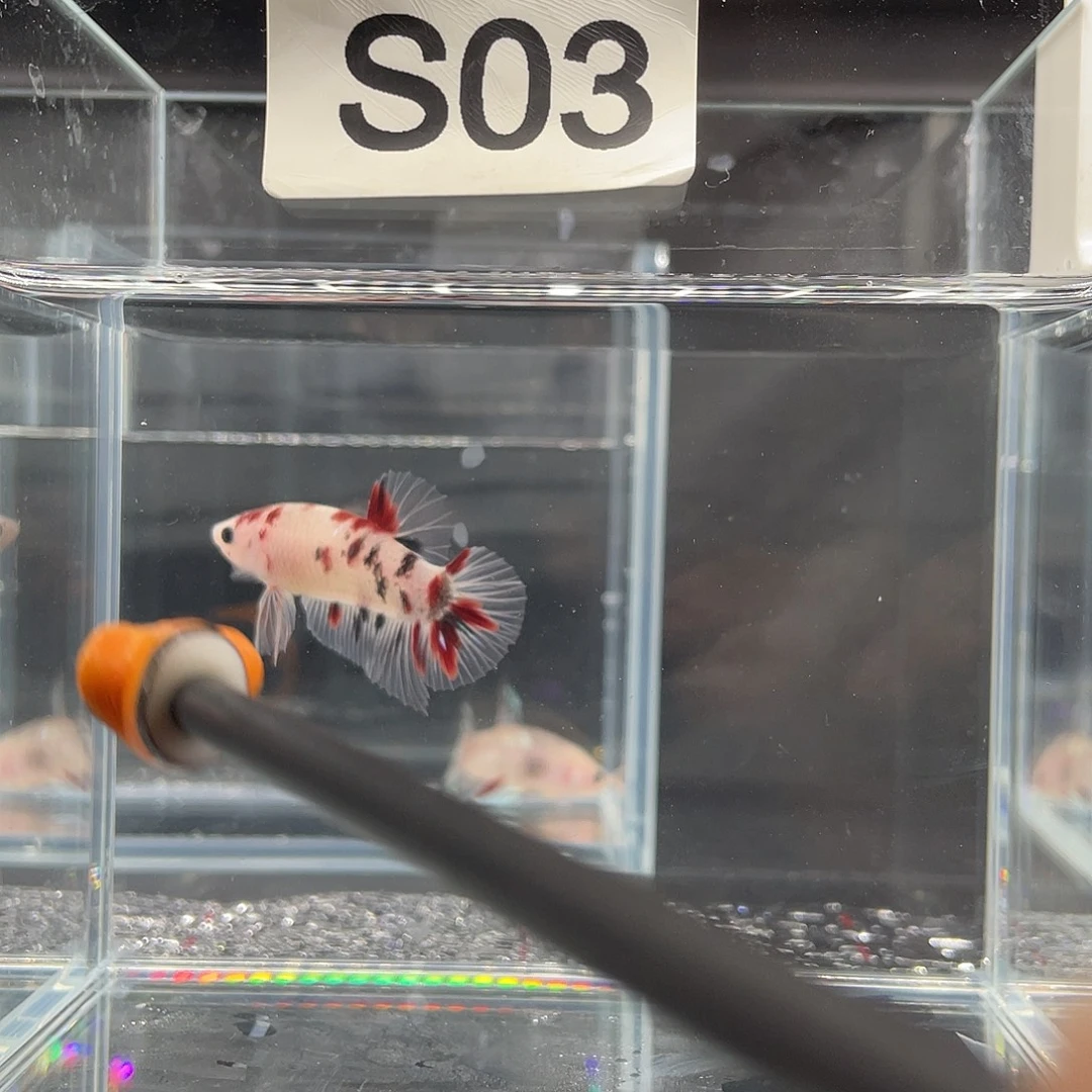 斗鱼12.3 下午 koi将军 03