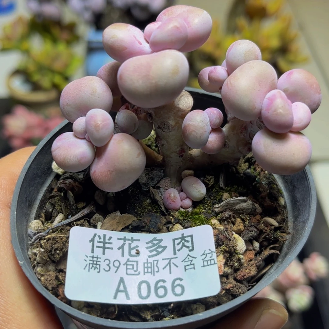 066桃蛋树7厘米多肉