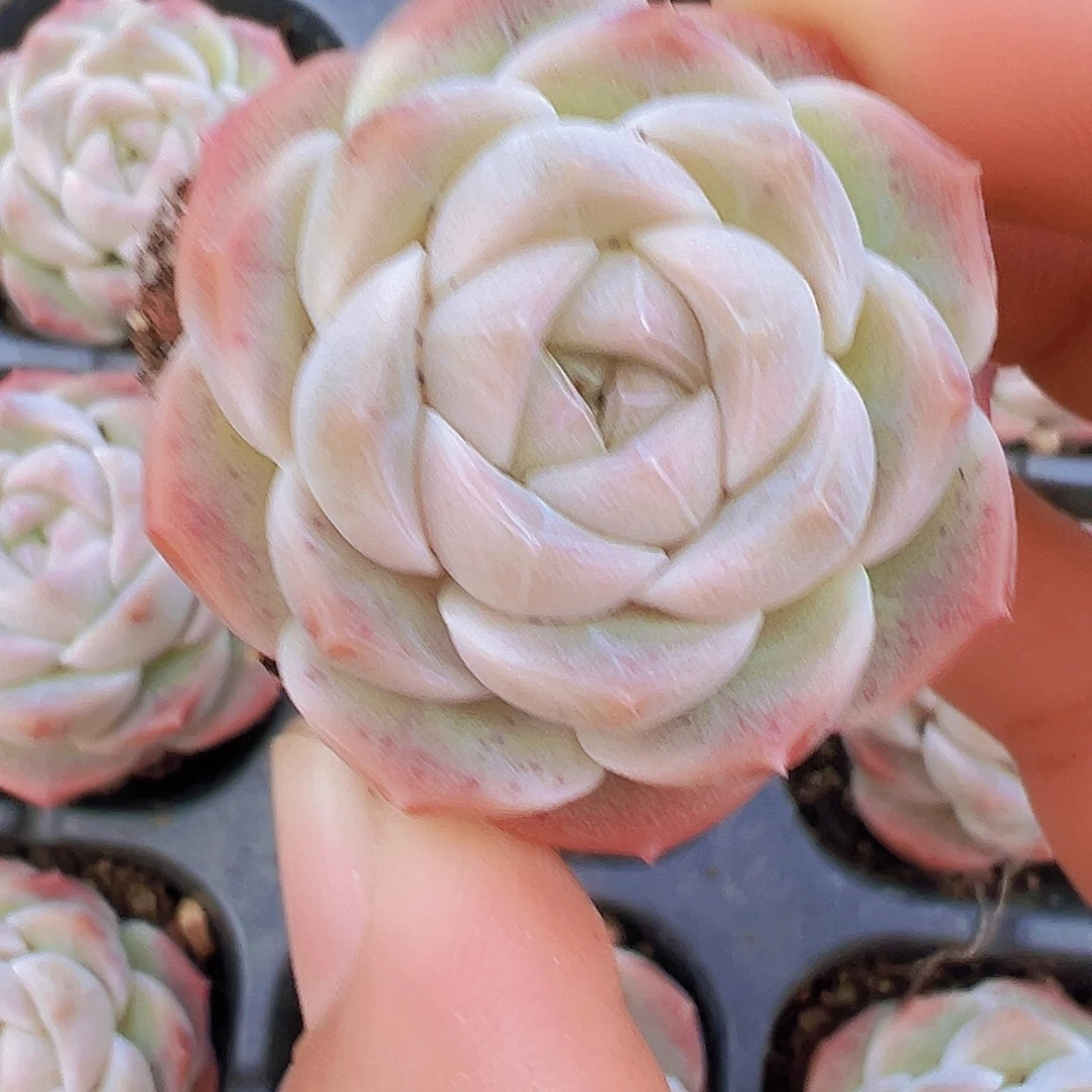 萌宝珍妮苗3颗多肉