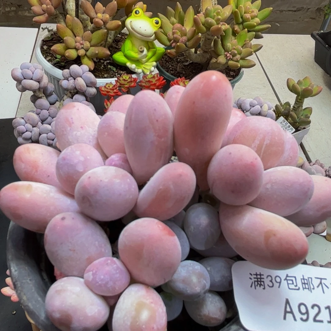 921/8cm汤圆奶酪多肉