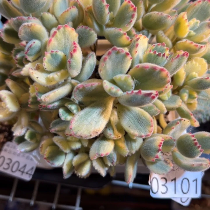 幸运的人是你的人吧你