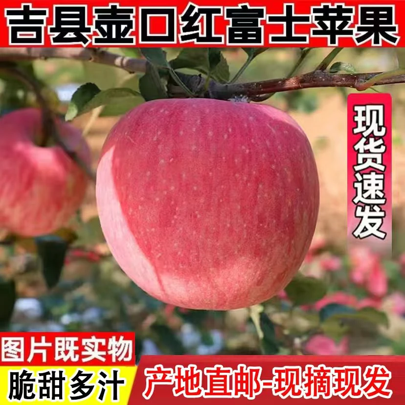 正宗山西吉县红富士苹果 壶口整箱大果 应季新鲜水果果园直发