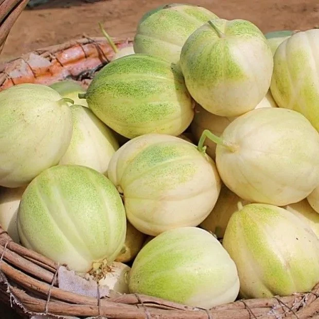 东北香瓜京密小甜瓜新鲜水果时令应当季水果整箱白糖罐面蜜瓜