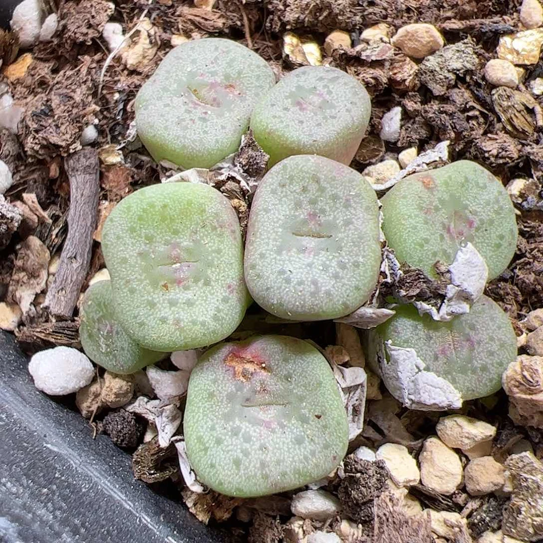 【闪购商品】158 红花方碗