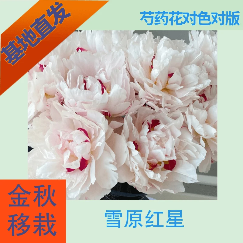 重瓣【雪原红星】芍药秋季移栽5月花神重瓣鲜花易养活庭院种植鲜花