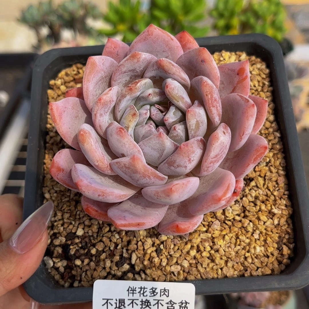 663-橙梦露多肉6cm