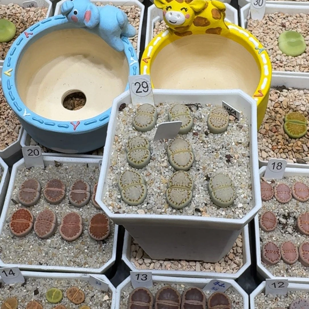 乳****0605-69盆盆盆盆