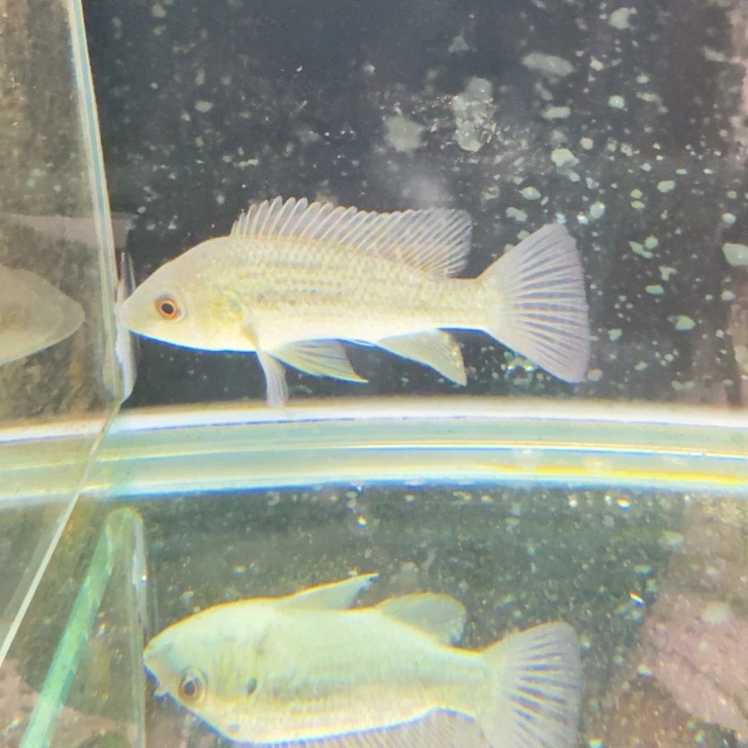 慈鲷野生欧雷坦克817。