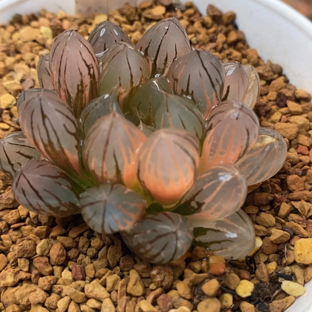 509霓虹灯玉露锦一物一拍