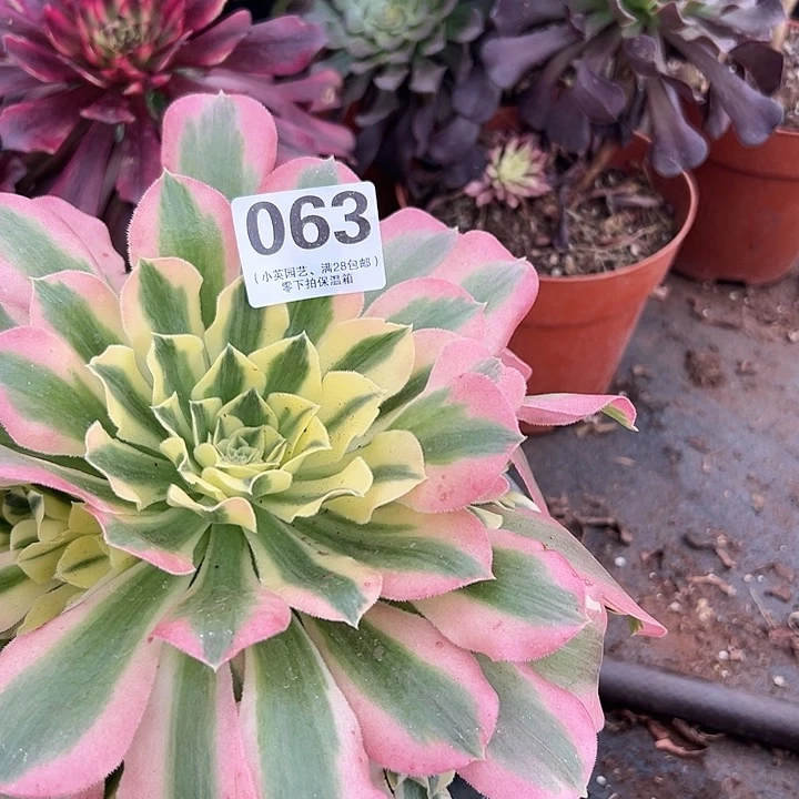 063多肉植物白凤