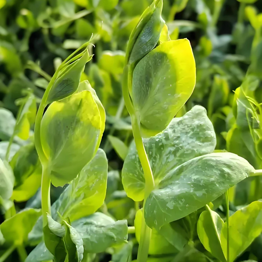四川大无须豌豆尖种子豌豆苗籽芽苗菜种籽水培秋季种植蔬菜籽大全