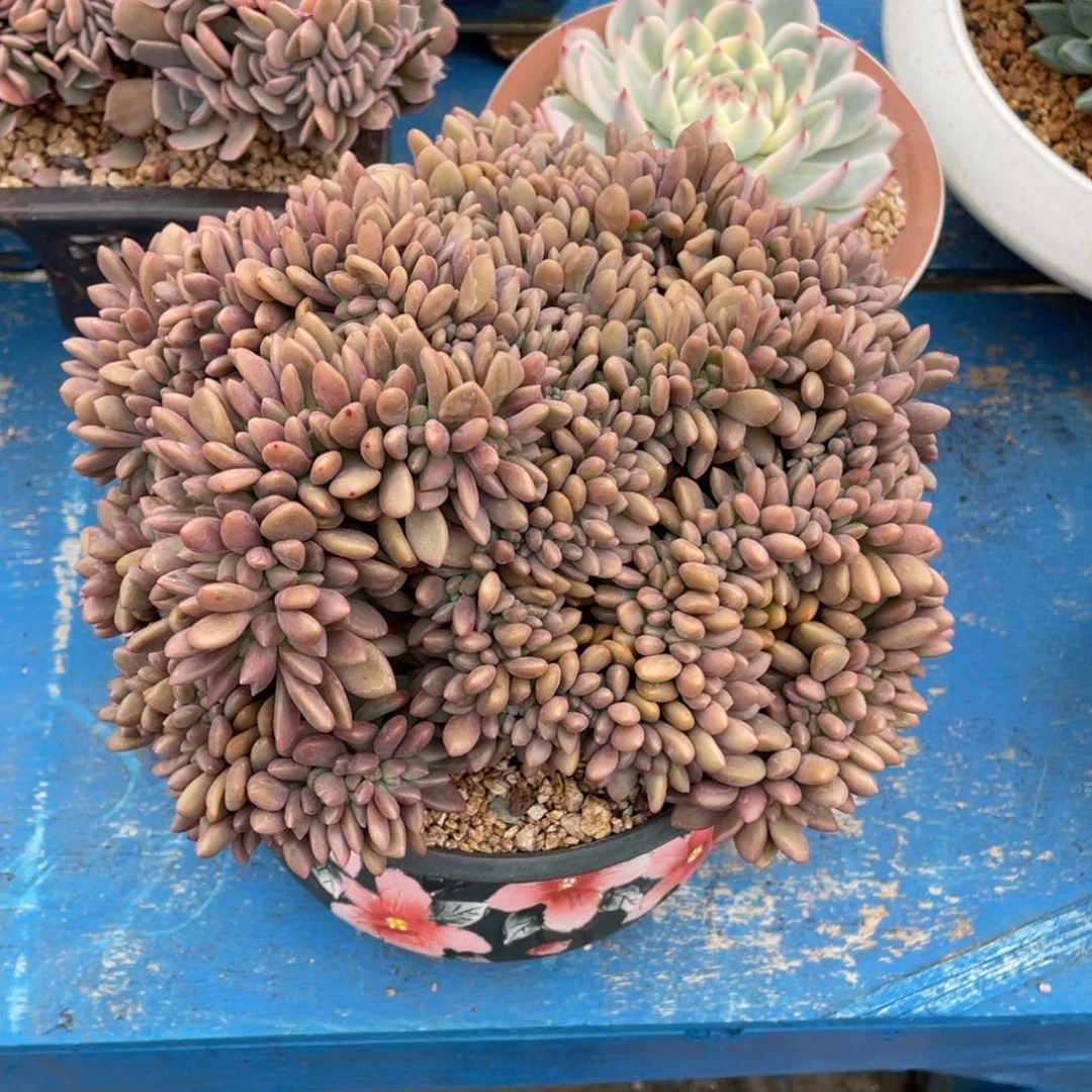 豆总多肉桃花源缀