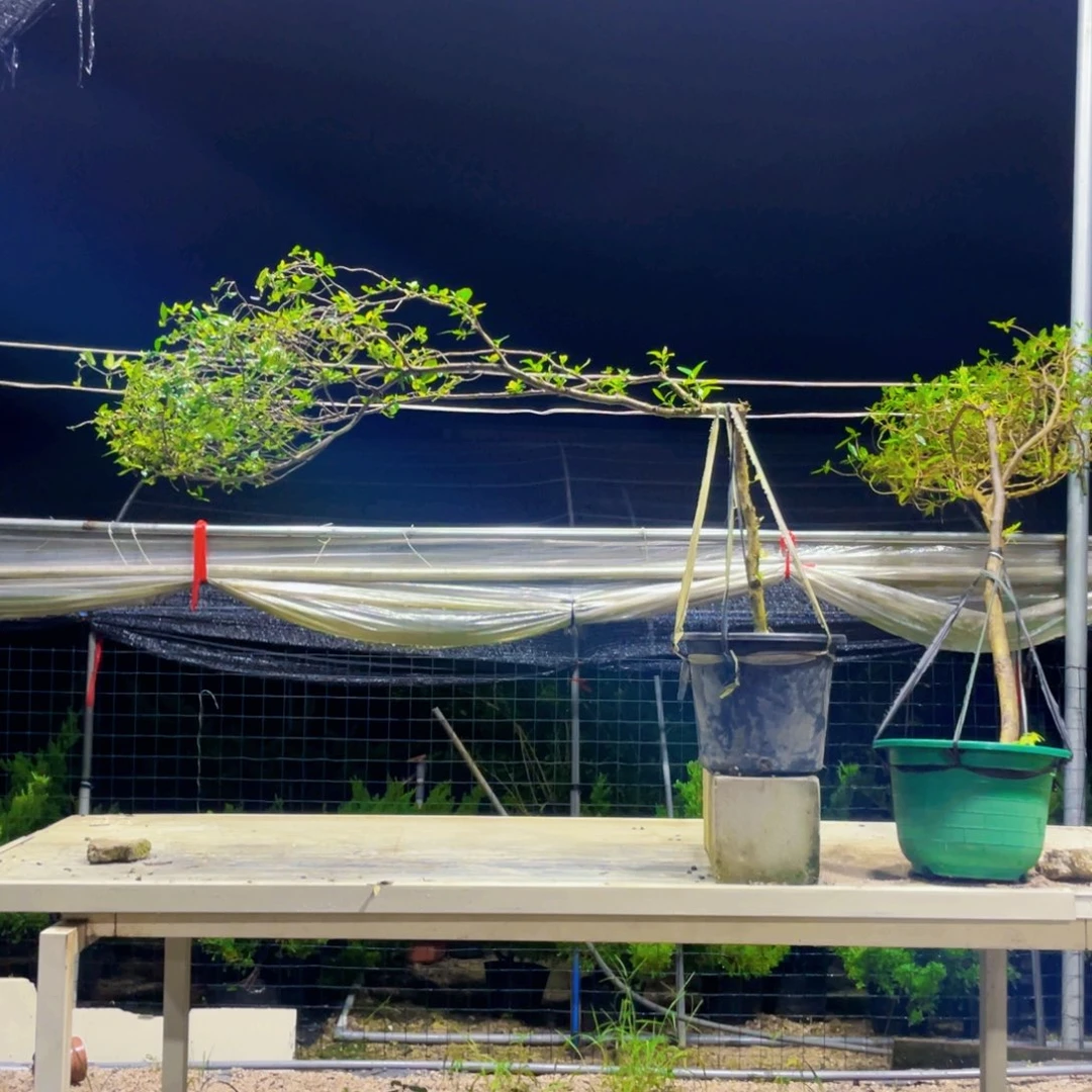 无花朵海岛栀子花一树一景