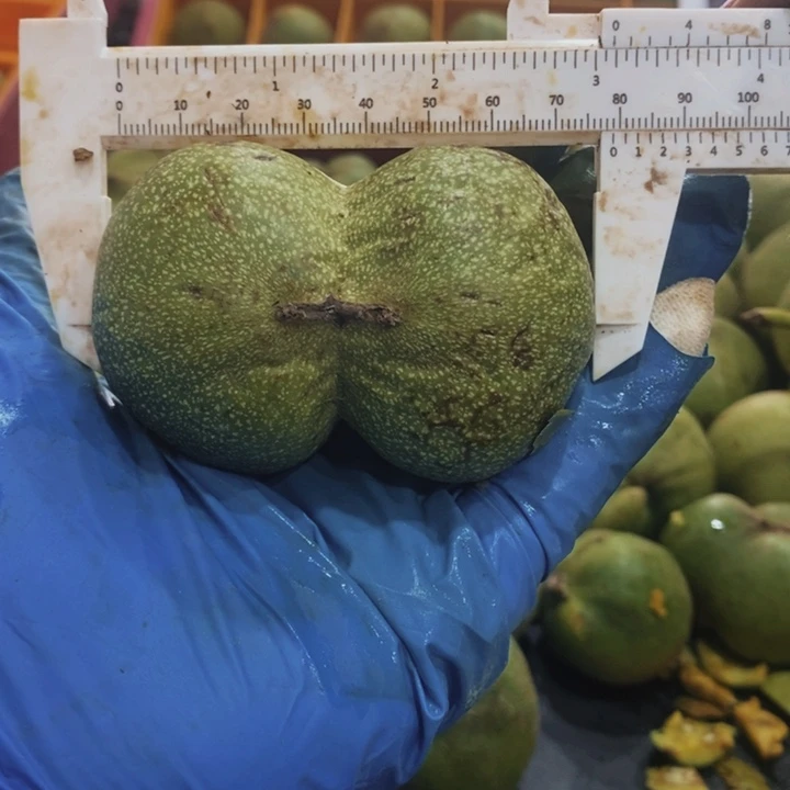 核桃把件白狮子半壁