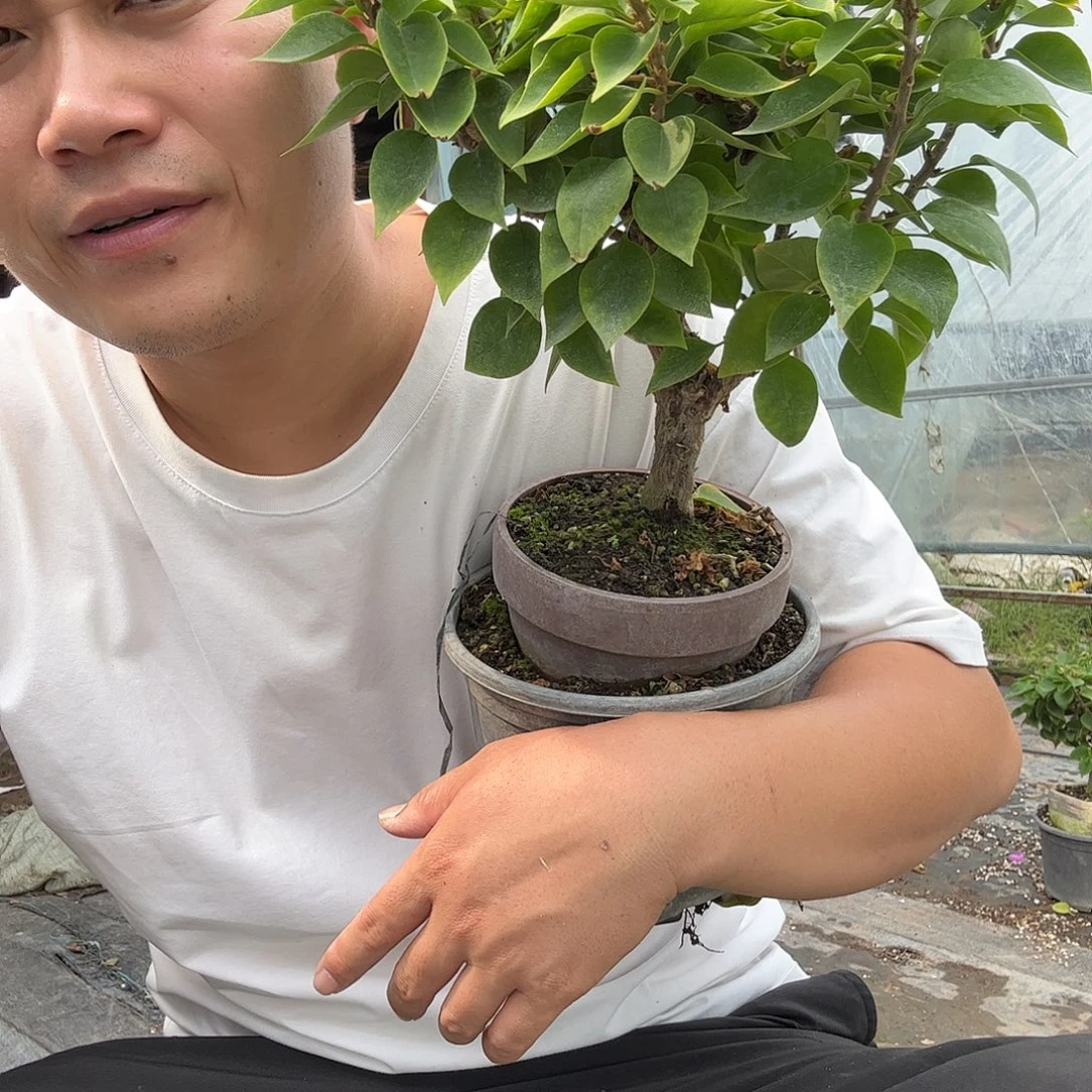 无花朵三角梅91号