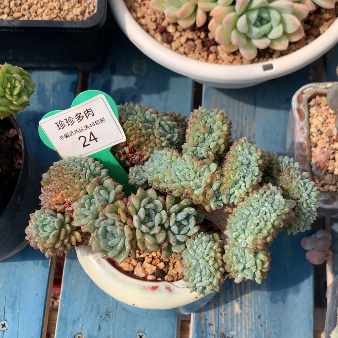 白胖子缀化无砍一物一拍24