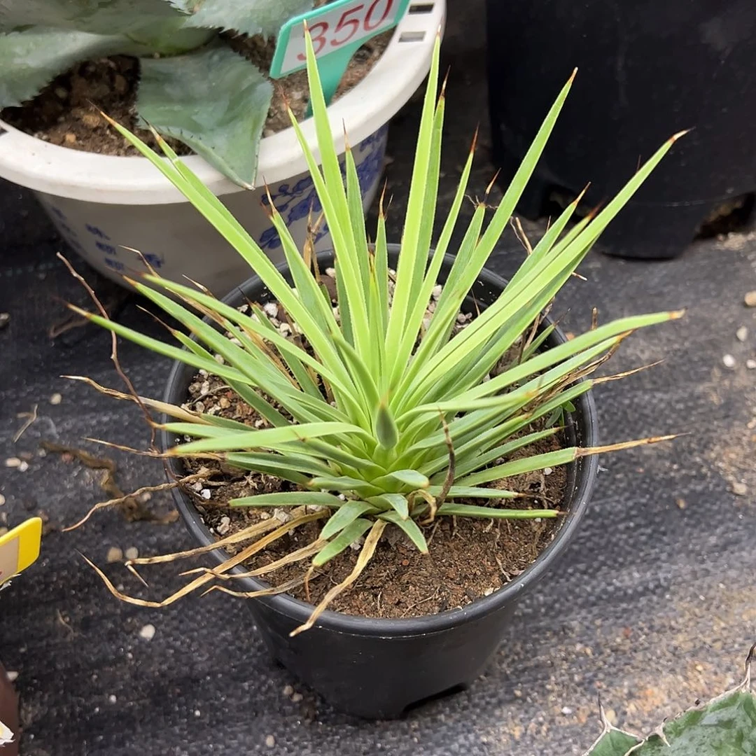 绿姬吹上龙舌兰系列