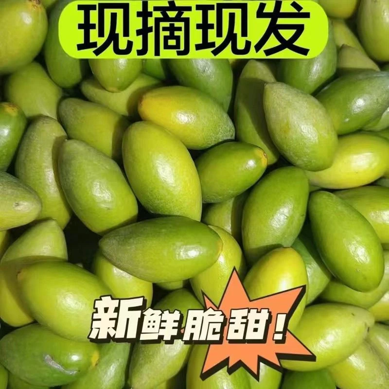 潮汕金灶特产青橄榄果现摘新鲜二号橄榄柑榄生吃脆甜青果无渣