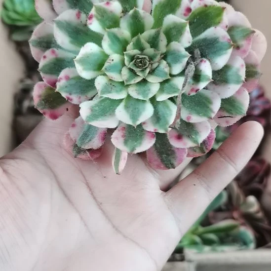 铜壶超白锦多肉法师4