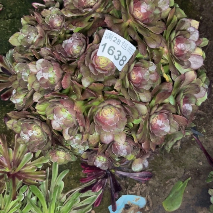 1638南万圣节不包损多肉植物