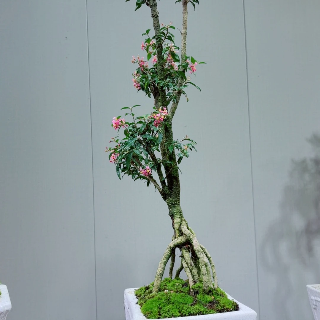 无花朵李氏樱桃李氏樱桃